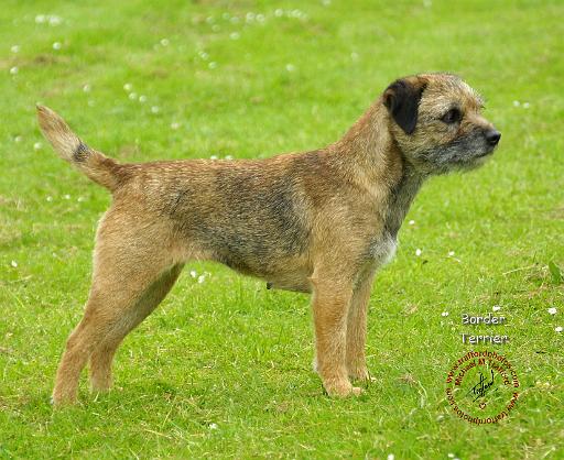 Border Terrier 8T89D-07.JPG